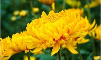 gelbe Chrysantheme-Valentinstag