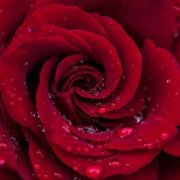 rote Rose - Valentinstag