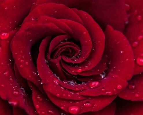 rote Rose - Valentinstag