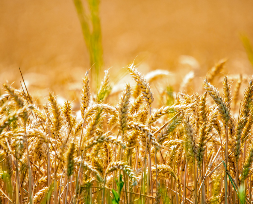 Weizenfeld in der Sonne